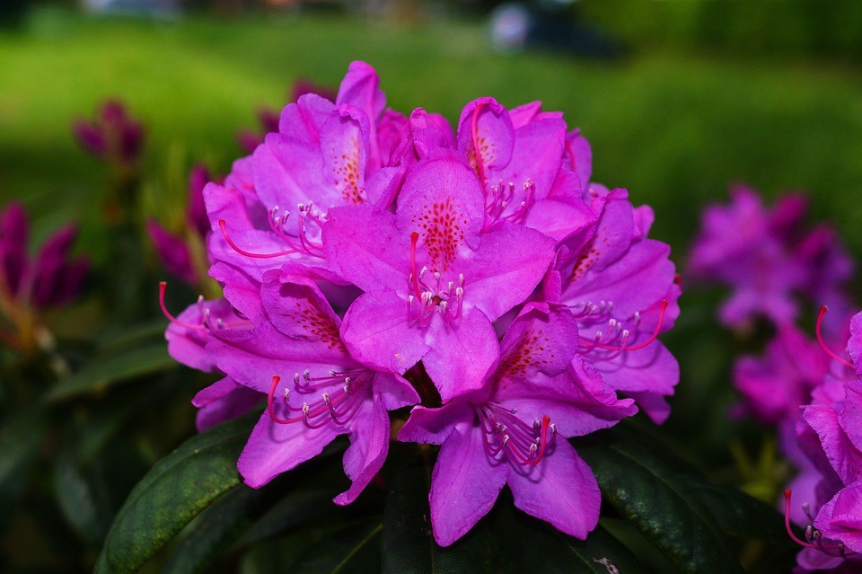 Rhododendron – die faszinierende Vielfalt